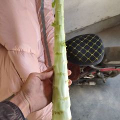莴笋杆子大量上市