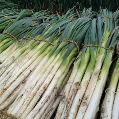 昌邑长白大葱上市啦