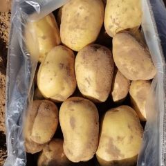 陕北定边县纯黄沙地土豆大量出库中