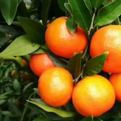 广西宜州区沙糖橘、沃柑等。柑橘之乡-广西宜州