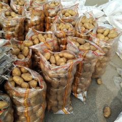 全年大量供应荷兰土豆