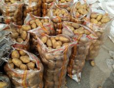 全年大量供应荷兰土豆