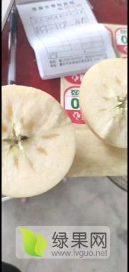 运城临猗坡上冰糖心膜袋红富士苹果上市了