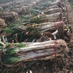 长白葱安丘长白大葱当地笨葱