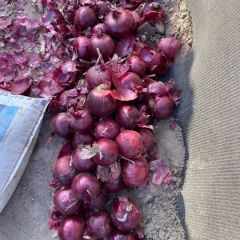 甘肃金昌出售大个优质紫洋葱