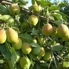 新疆库尔勒香梨 大量供应