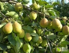 新疆库尔勒香梨 大量供应