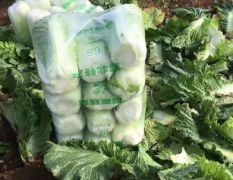 山东省肥城市大白菜大量出售中，专业工人加工包装
