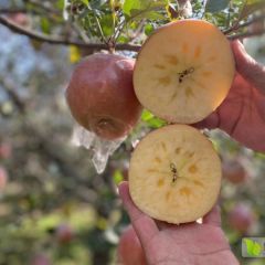 山西运城临猗北辛膜带冰糖心苹果