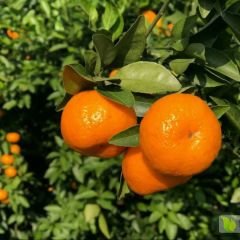 江西南丰蜜桔超低价光板新果8元/框每框约40斤