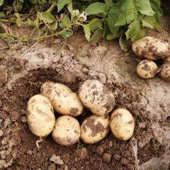 胶州胶莱优质土豆