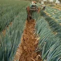 青岛平度大葱大量上市了