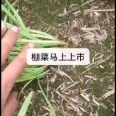 河南韭菜芹菜基地