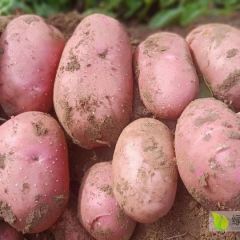 红皮土豆：颜色鲜红，个头大薯型优美，质优价廉。