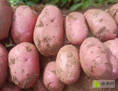 红皮土豆：颜色鲜红，个头大薯型优美，质优价廉。