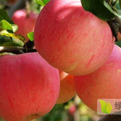 陕西韩城苹果批发零售一件代办