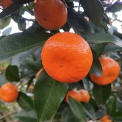 八月桔，价格很美丽，口感和品质也棒棒哦