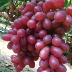山西省临猗优质葡萄基地大量供货中
