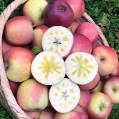 大理宾川糖心苹果一件代发供应商