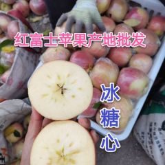 山东苹果 红富士苹果 量大质优 产地批发