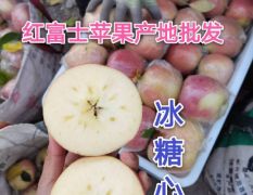 山东苹果 红富士苹果 量大质优 产地批发