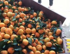 广西南宁供应砂糖橘