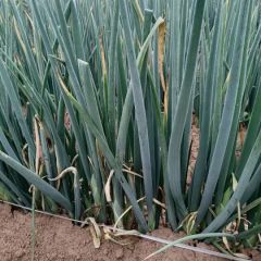 聊城莘县出售自家种植的铁杆大葱一百多亩