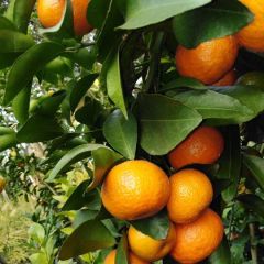 沙糖桔大量上市，果子40-60，品质好