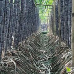 清远优质黑皮甘蔗节巴长，径直粗，甜度够，肉质柔软