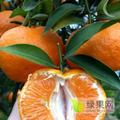 大量出售椪柑有意的老板联系我