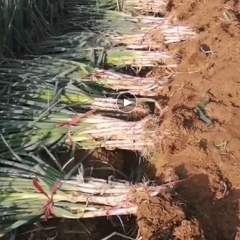 南阳大葱大，今天开始挖葱。每天往市场发两车。