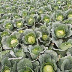 邓州到甘蓝大量上市了，。