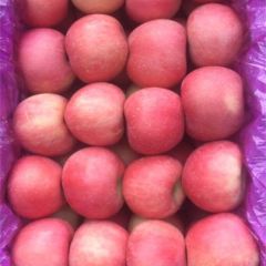 大量供应红富士苹果，条红片红都有，个大口感好，果面干净，