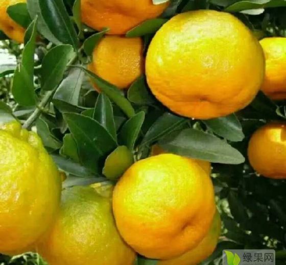 2020年湖南保靖椪柑价格