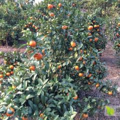 砂糖橘产地大量供应 1.2元