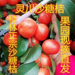 代办代收沙糖桔.沃柑.马水桔.默科特.南丰蜜桔等