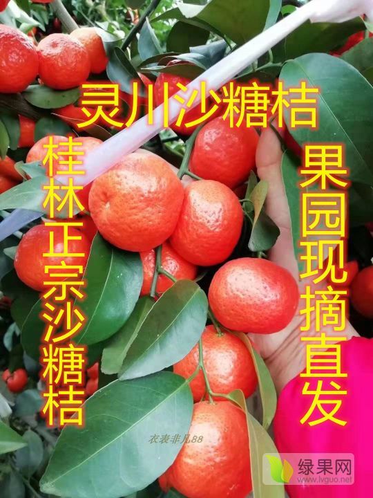2020年广西灵川南丰蜜桔价格
