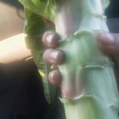 沂南的莴苣质量好
