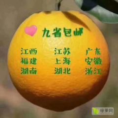 自家种植的高山红土赣南脐橙