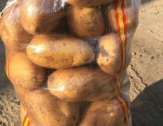 出售土豆，黄皮黄心黄金薯华硕，希森6荷兰系列