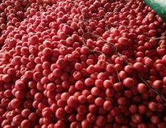 田庄永安蔬菜市场冷棚硬粉西红柿