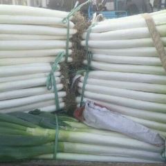 山东安丘铁秆大葱净葱专供