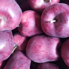 甘肃天水市蛇果,冰糖富士已大量上市,18143398233,欢迎联系