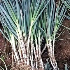 铁杆大葱出售 马上接近节日，有需要抓紧时间