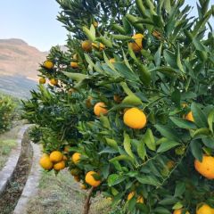 2020新鲜柑橘大甩卖0.5元每斤