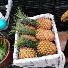 巴厘菠萝大量上市 ！