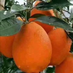 现摘现发新鲜水果