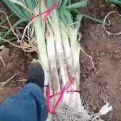 供应优质长白大葱