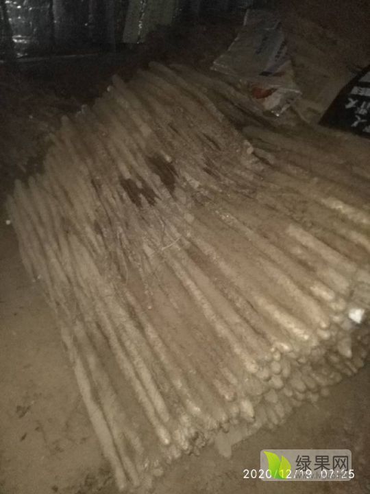 2020年山东莘县白玉山药价格