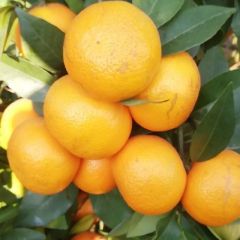 广西崇左沃柑已大量上市